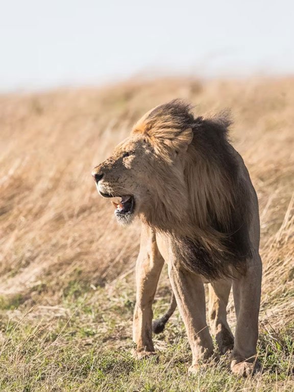 Lake Manyara Tree-Climbing Lions