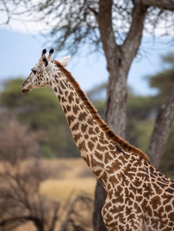 Mikumi National Park Wildlife Discovery