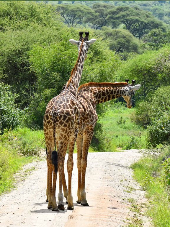 Saadani National Park Adventure
