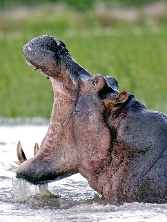 Nyerere (Selous) National Park River Safari