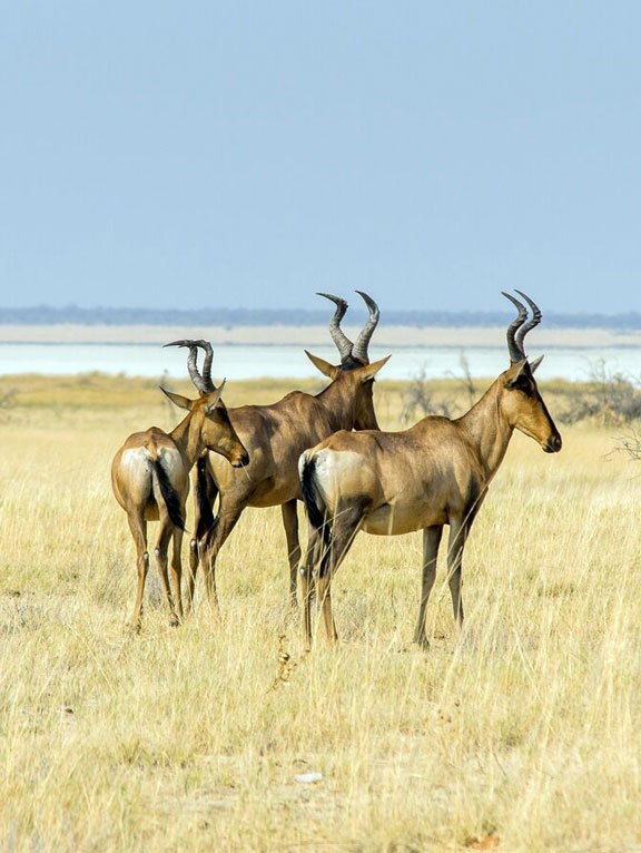 Tarangire National Park Safari