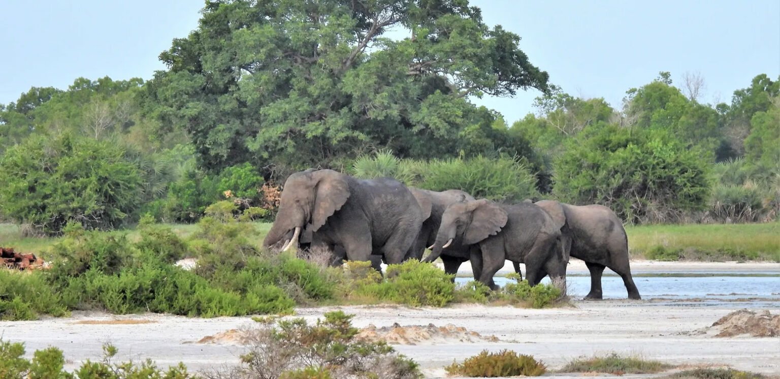 Saadani Coastal Safari
